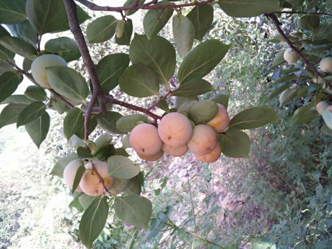 杨长兰自拍果园内的水果