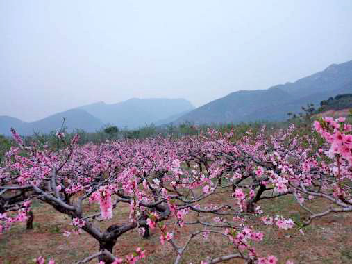 农家数十亩的桃树园，春天姹紫嫣红