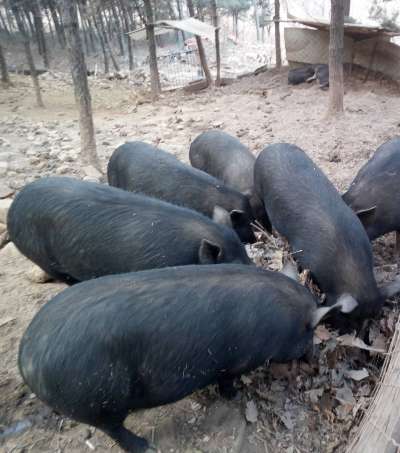 农家散养的野猪，游客可以品尝到野猪肉